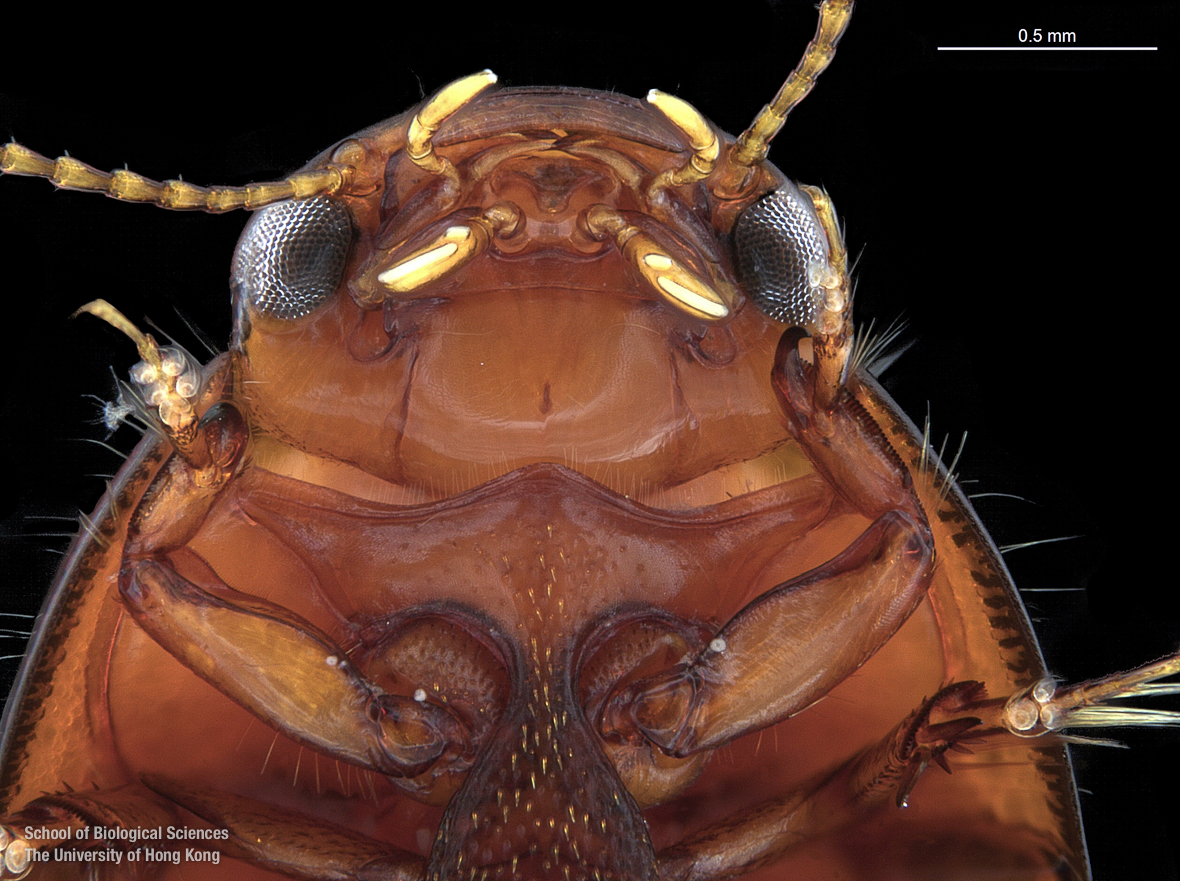 Cranium and pronotum (dorsal view)